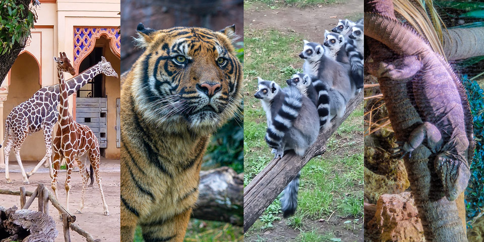 Bioparco — Jardín zoológico de Roma