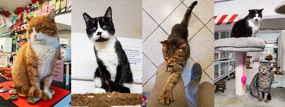 Gatos en un refugio en Roma Torre Argentina