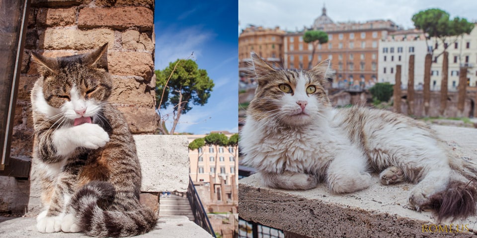 Gatos sin hogar en Roma en Torre Argentina