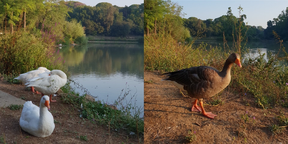 Aves acuáticas blancas y grises junto al lago de Villa Doria Pamphilj