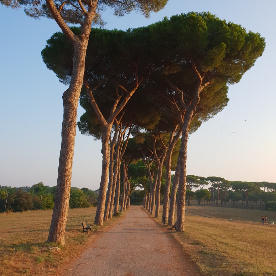 Avenida de pinos piñoneros cerca de la entrada de Via Vitellia a Villa Doria Pamphilj
