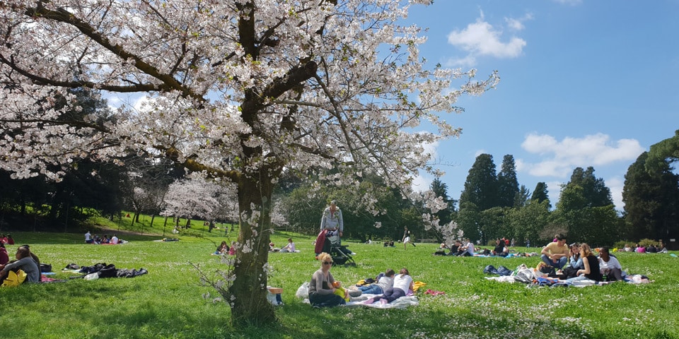 Flores blancas de primavera sobre personas de pícnic en Villa Doria Pamphilj en abril